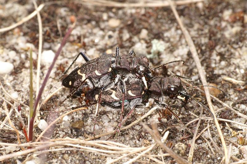 Cicindela_sylvatica_D2946_Z_88_NP De Hoge Veluwe_Nederland.jpg